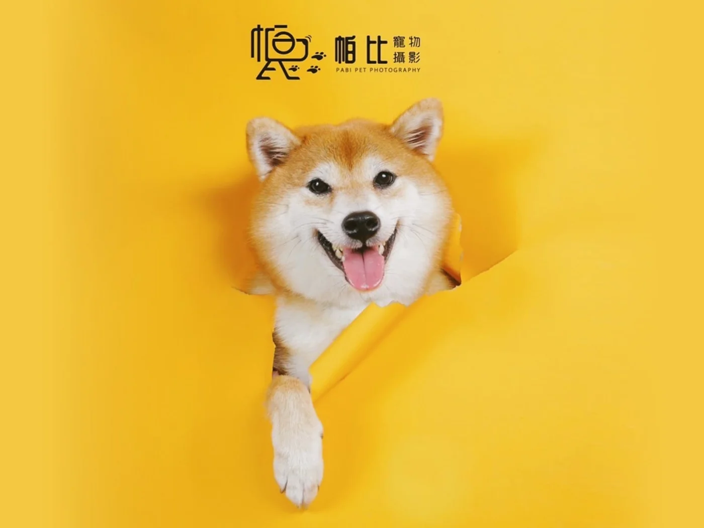 毛孩 BOOM 起來-拍攝方案