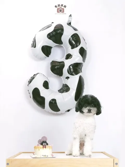 流浪動物之家免費拍攝